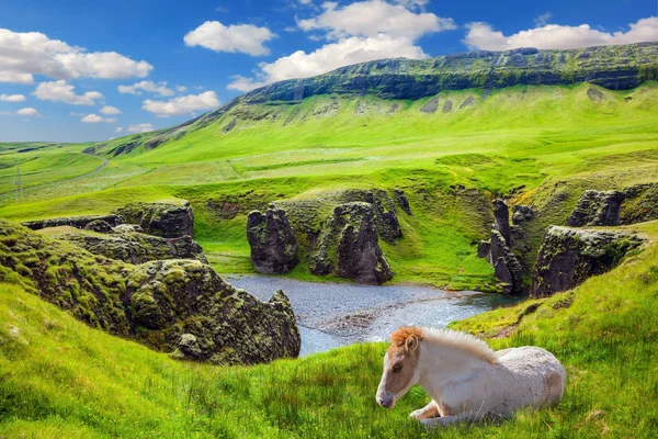 Biały koń odpoczynek w zielonej trawie — Zdjęcie stockowe