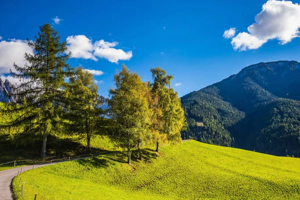 Droga w alpejskich łąk — Zdjęcie stockowe