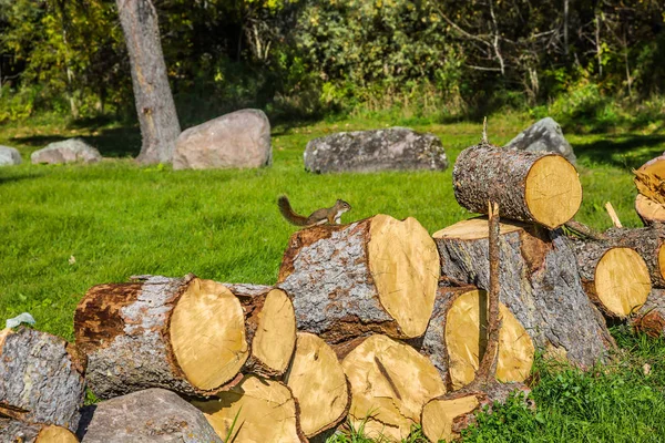 Quintenfische auf Brennholz — Stockfoto