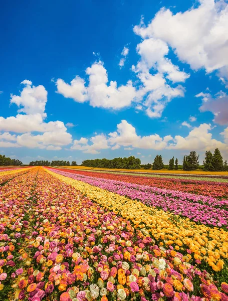 Campos de flores de colorfu — Foto de Stock