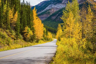 Aspens woods tarafından çevrili yol