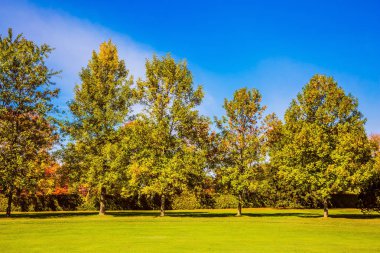 Yeşil çim golf sahası