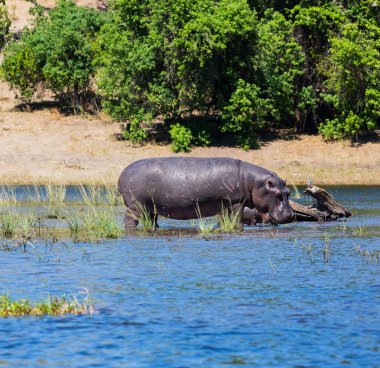 Suaygırları nehir ailesi