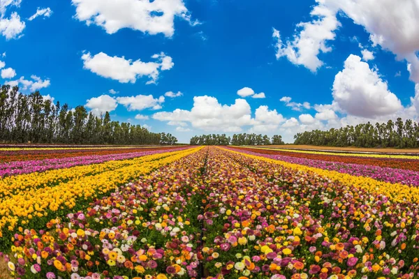 꽃의 농장 필드 — 스톡 사진
