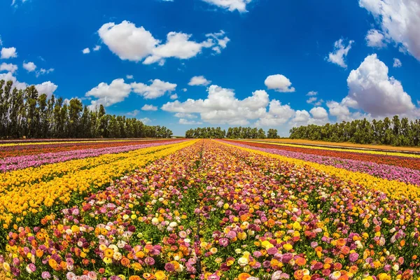 Gård blommor fält — Stockfoto
