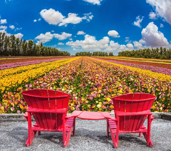 Sedie sul prato fiorito — Foto Stock