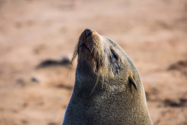 Phoque à fourrure se prélasser au soleil — Photo