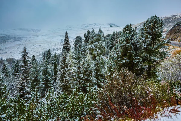 Bosque de coníferas en laderas de montaña — Foto de Stock