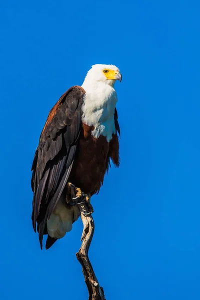 Aigle poisson africain sur l'arbre — Photo