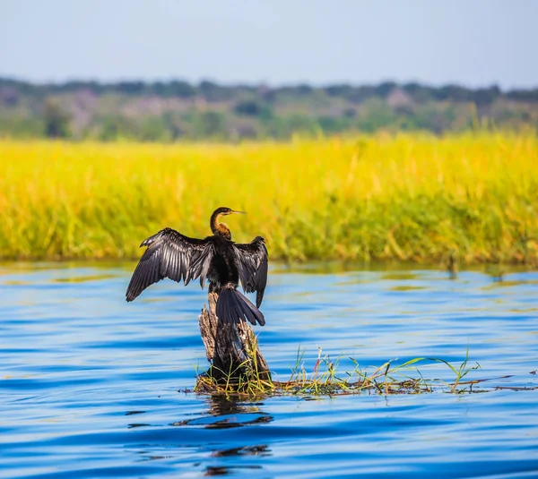 Cormorano seduto su albero in acqua — Foto Stock