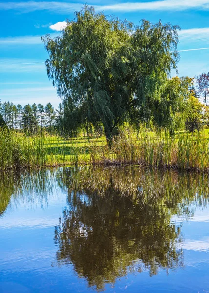 Güzel parkta sonbahar su birikintisi