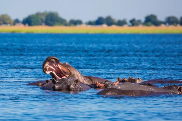 Hipopótamos descansando en aguas frías — Foto de Stock