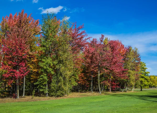 Corone autunnali di alberi — Foto Stock