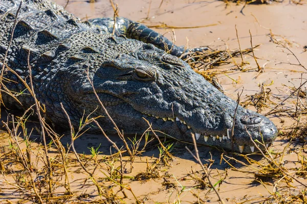 Krokodyl w Botswana — Zdjęcie stockowe