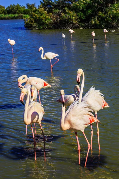 Flamencos de pie en el Delta del Ródano — Foto de Stock