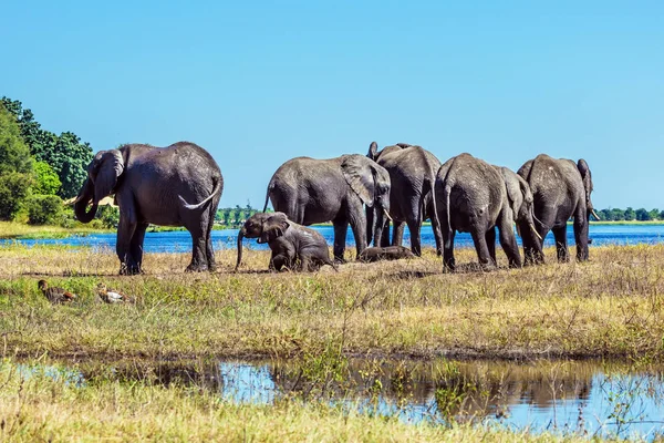 Éléphants traversant la rivière — Photo