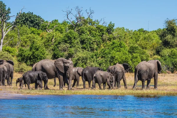 Herd of African elephants at watering — Stock Photo, Image