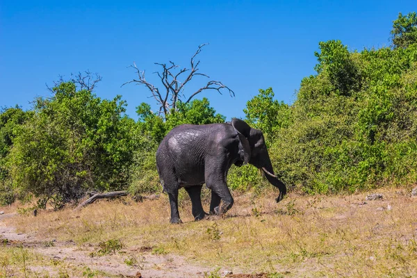 Elefantenwanderung in der Natur — Stockfoto