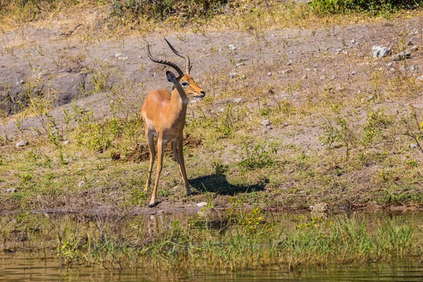 Impala v Okavango Delta — Stock fotografie