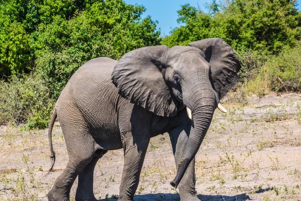 Elefante caminando en la naturaleza — Foto de Stock