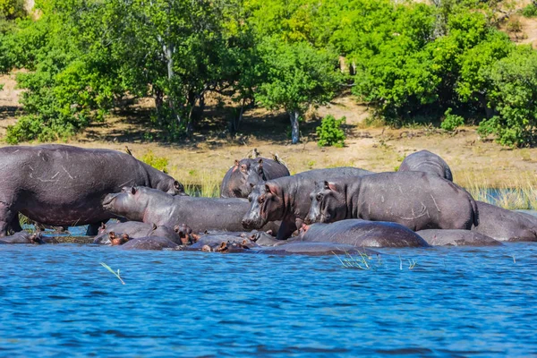 Hippopotames se reposant dans les eaux froides — Photo