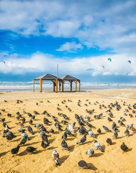 Kudde van duiven rusten op strand — Stockfoto
