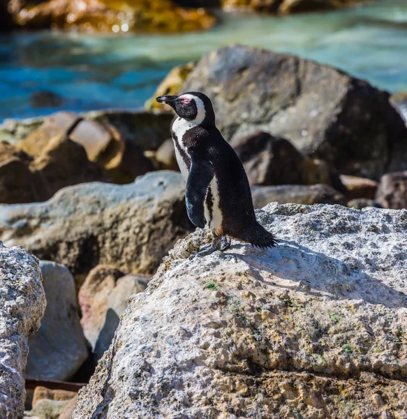 Чёрный белый пингвин на пляже — стоковое фото