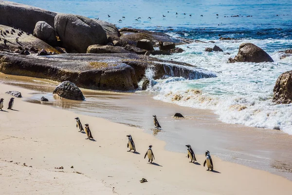 Afrykańskich pingwiny Kolonii — Zdjęcie stockowe