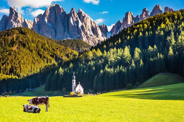 Grazing cow and church — Stock Photo, Image