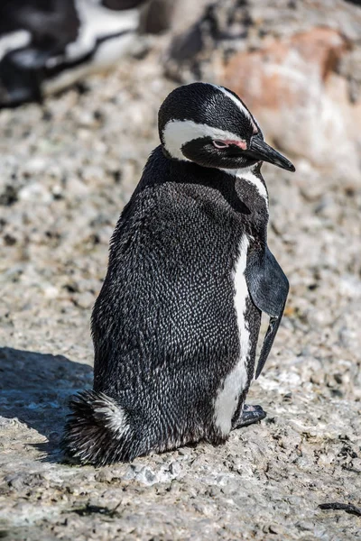 Divertido pingüino africano — Foto de Stock