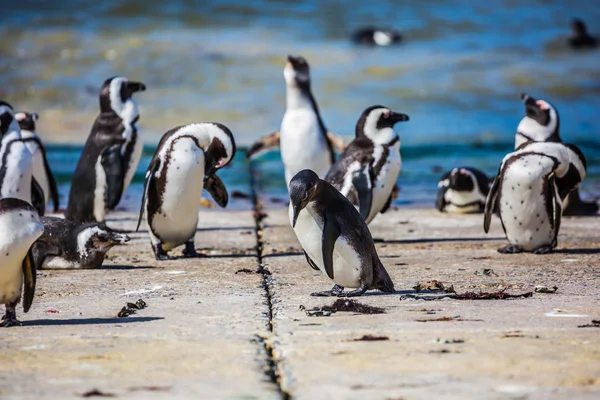 Afrykańskich pingwiny na atlantyckim wybrzeżu — Zdjęcie stockowe