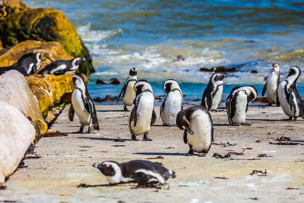 Pingwin przylądkowy Kolonii — Zdjęcie stockowe