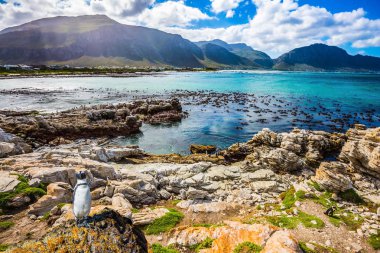 Sahilde beyaz penguen