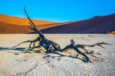 Kumullar ve kurutulmuş dal