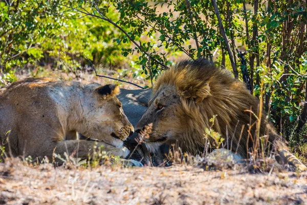 Lion and lioness resting — Stock Photo, Image