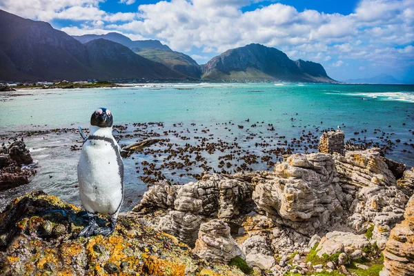 Tučňák na pláže Atlantiku — Stock fotografie