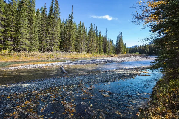 Stream omgivet av tallskog — Stockfoto