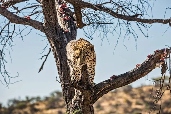 Afrikanischer Leopard-Kletterbaum — Stockfoto