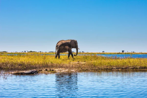 Elefánt a chobe nemzeti park — Stock Fotó