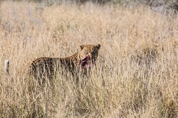 Duże Afryki leopard — Zdjęcie stockowe