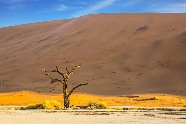 Помаранчевий dune і дерев — стокове фото