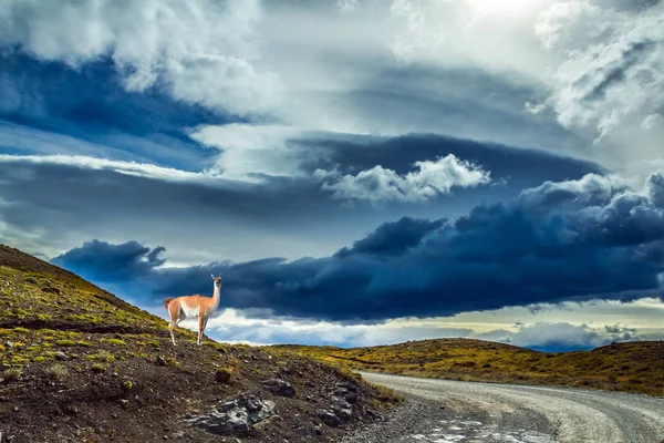 Guanaco na beira da estrada de cascalho — Fotografia de Stock