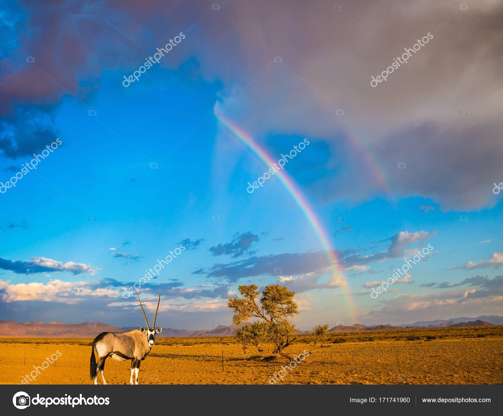 Antelope Oryx And Magnificent Rainbow Stock Photo - 
