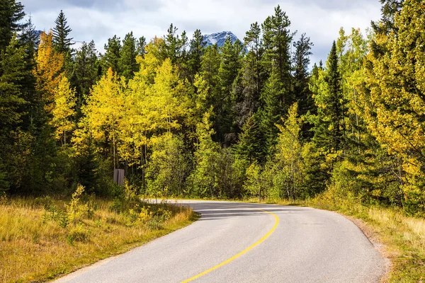 Aspen ingiallito accanto alla strada — Foto Stock