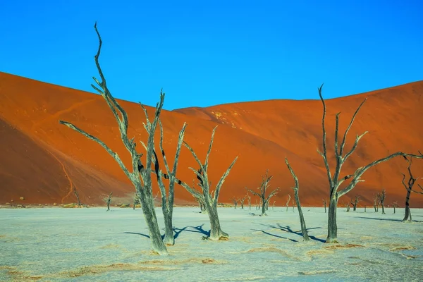 Ecotourisme en Namibie — Photo