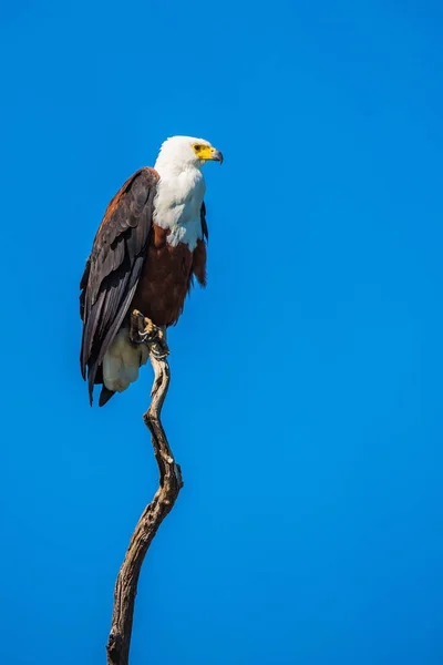 Aigle à poisson africain — Photo