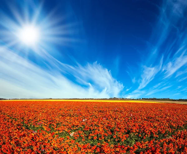 Campo primaverile con ranuncoli — Foto Stock