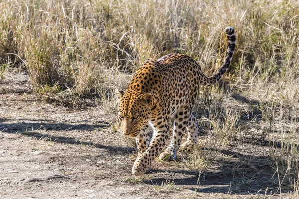 Gevlekte luipaard onder de droge savanne — Stockfoto