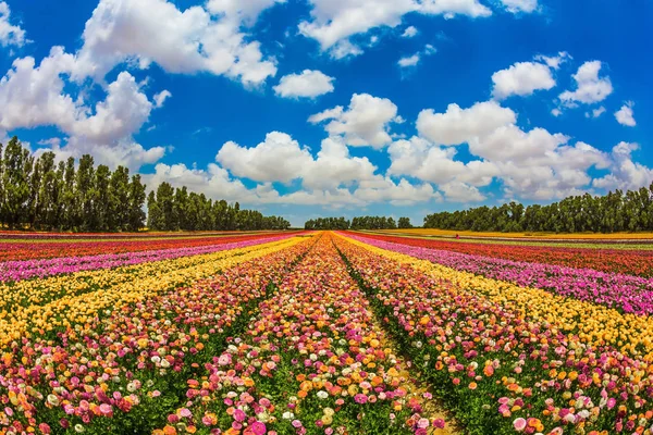 Våren fält med smörblommor — Stockfoto