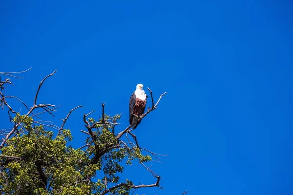 Águila pescadora africana en la rama del árbol —  Fotos de Stock